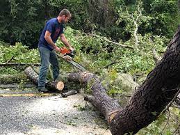 Best Tree Trimming and Pruning  in Harrisburg, IL