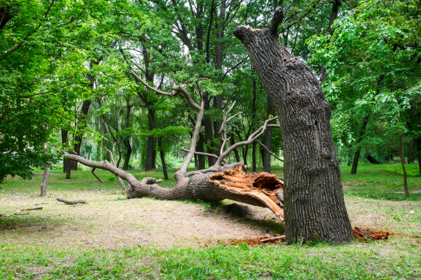 Best Root Management and Removal  in Harrisburg, IL