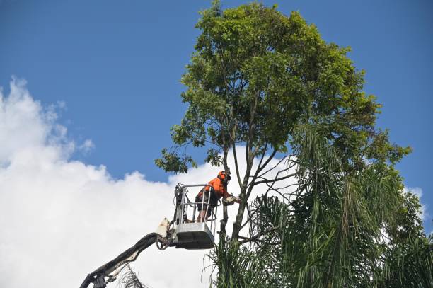 Best Tree Risk Assessment  in Harrisburg, IL