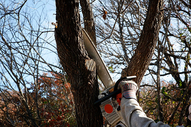 Best Tree Maintenance Programs  in Harrisburg, IL