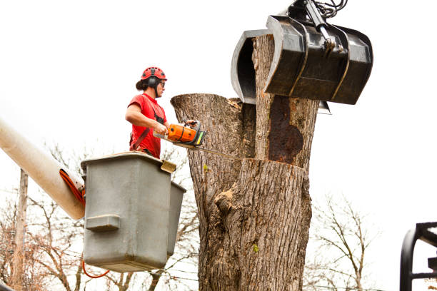  Harrisburg, IL Tree Services Pros